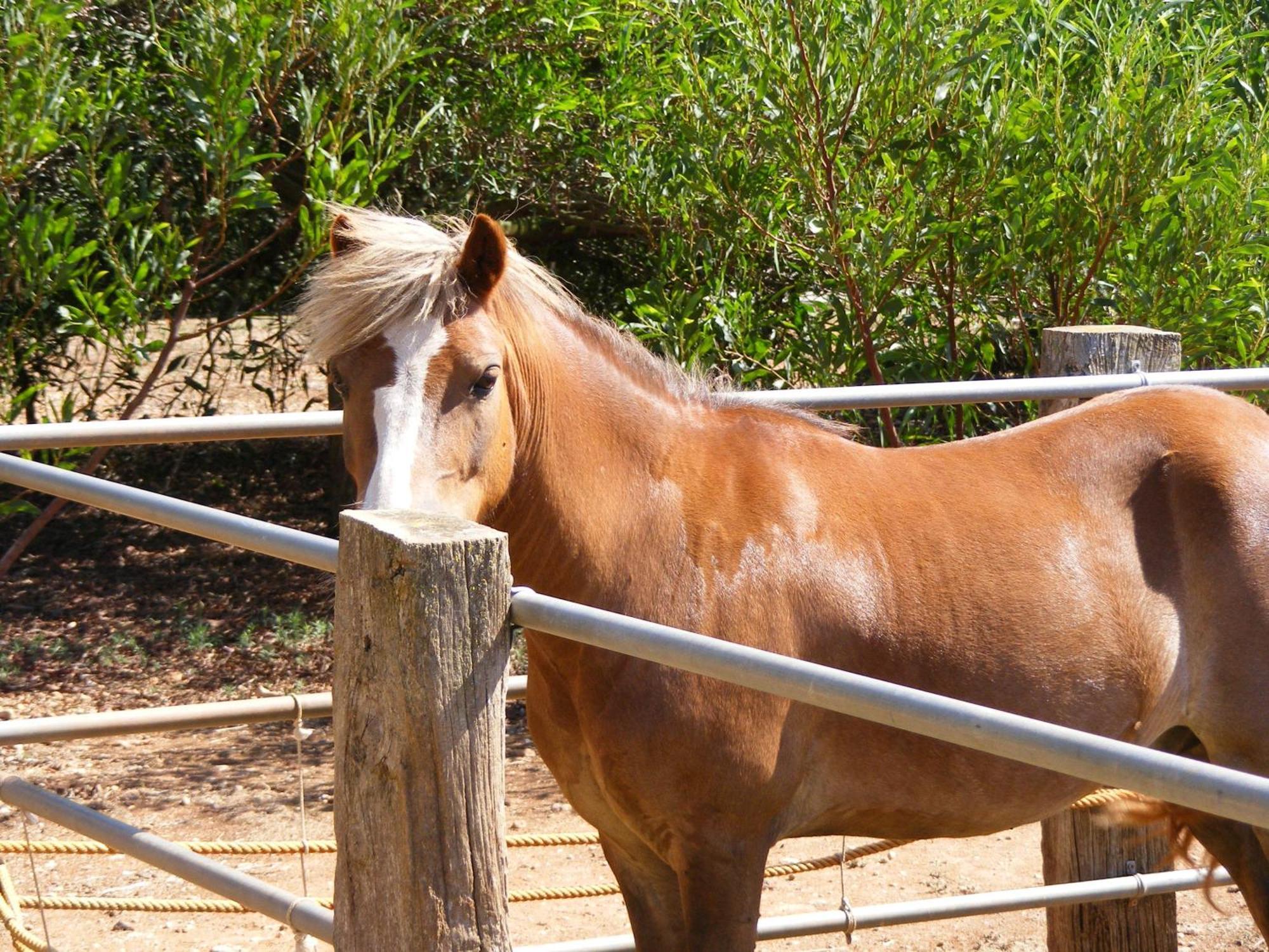 Agroturismo Finca Sant Blai Campos  Zewnętrze zdjęcie