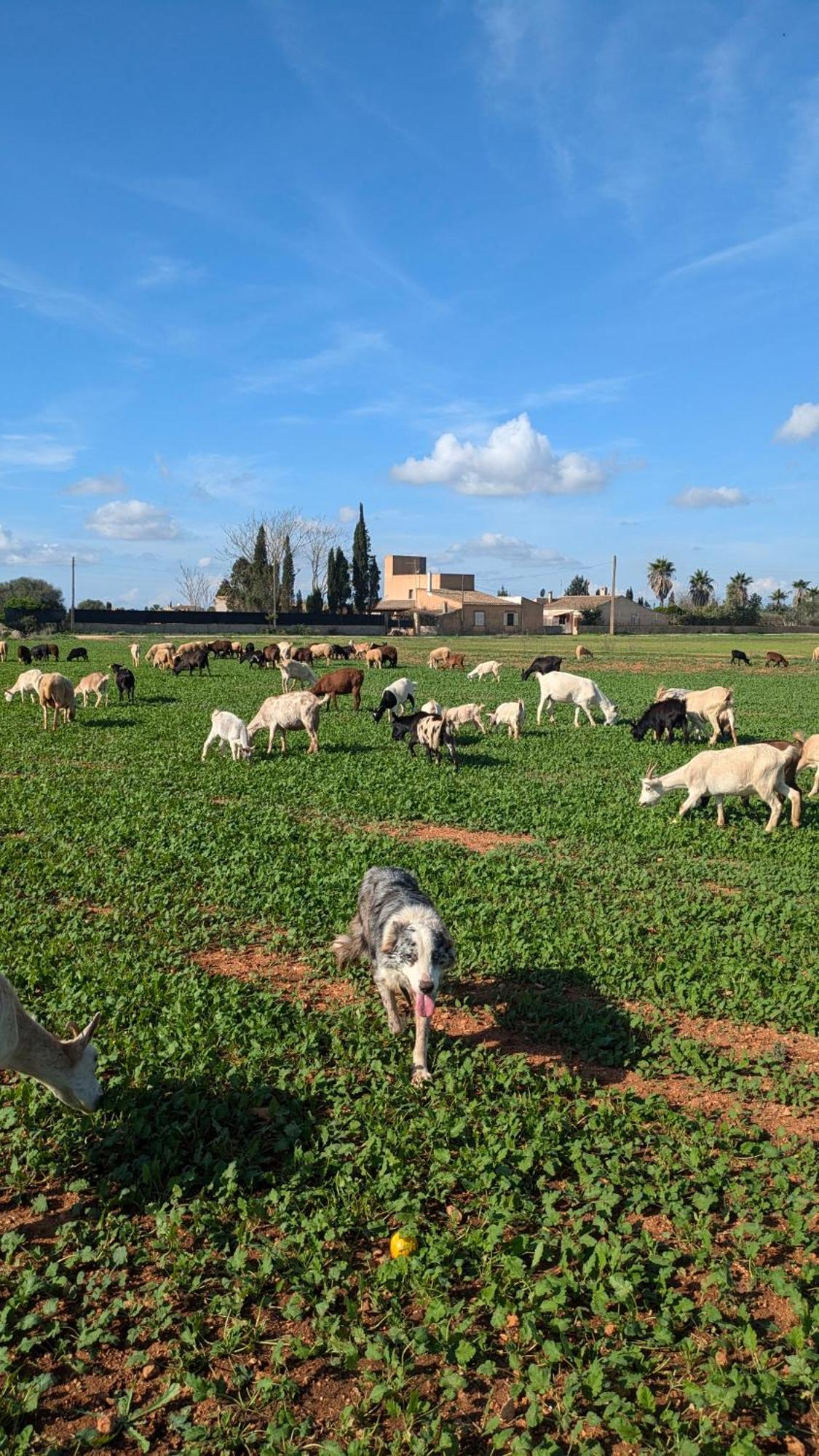 Agroturismo Finca Sant Blai Campos  Zewnętrze zdjęcie