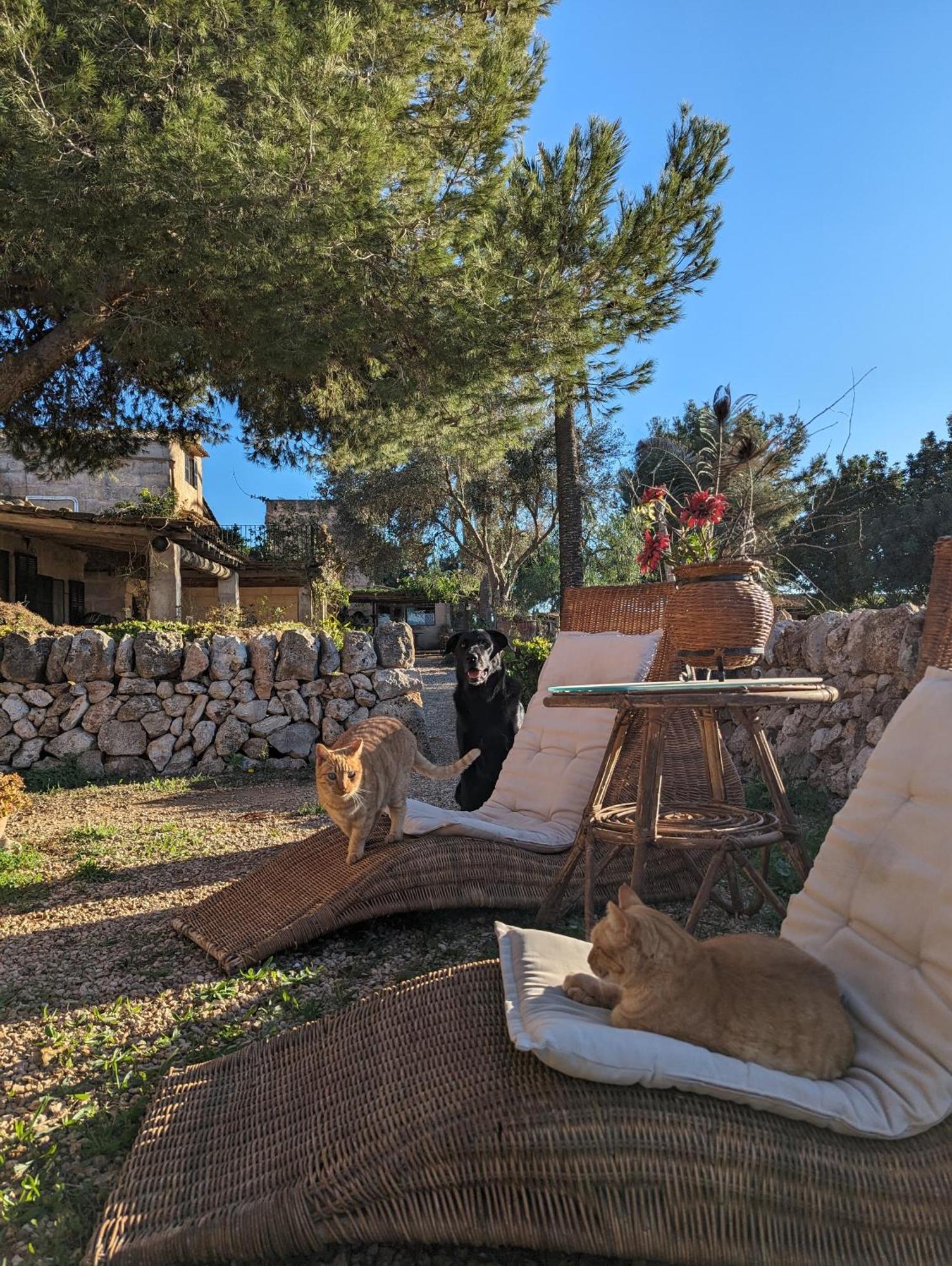 Agroturismo Finca Sant Blai Campos  Zewnętrze zdjęcie